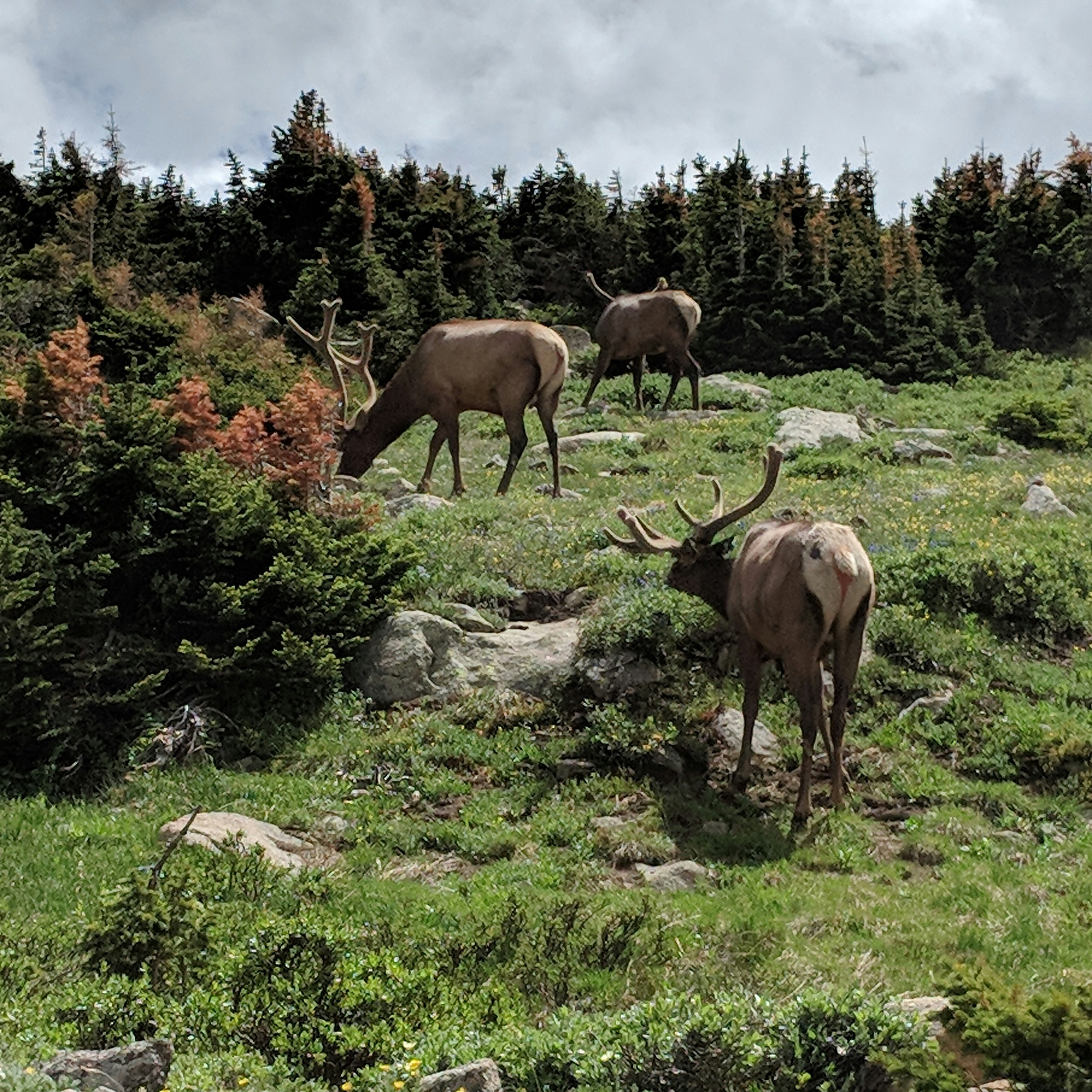Wildlife in a National Park