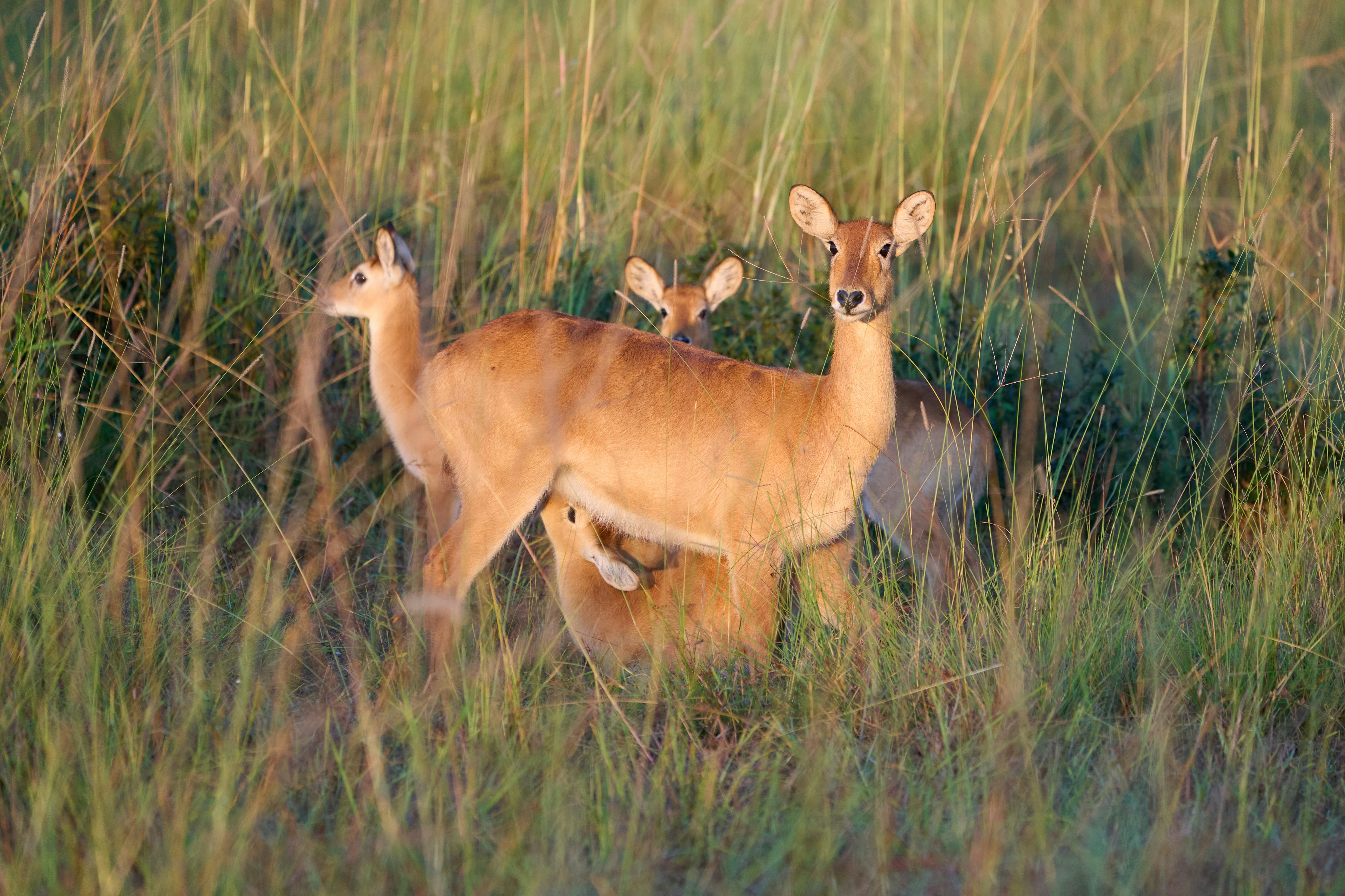 Animals in a National Park