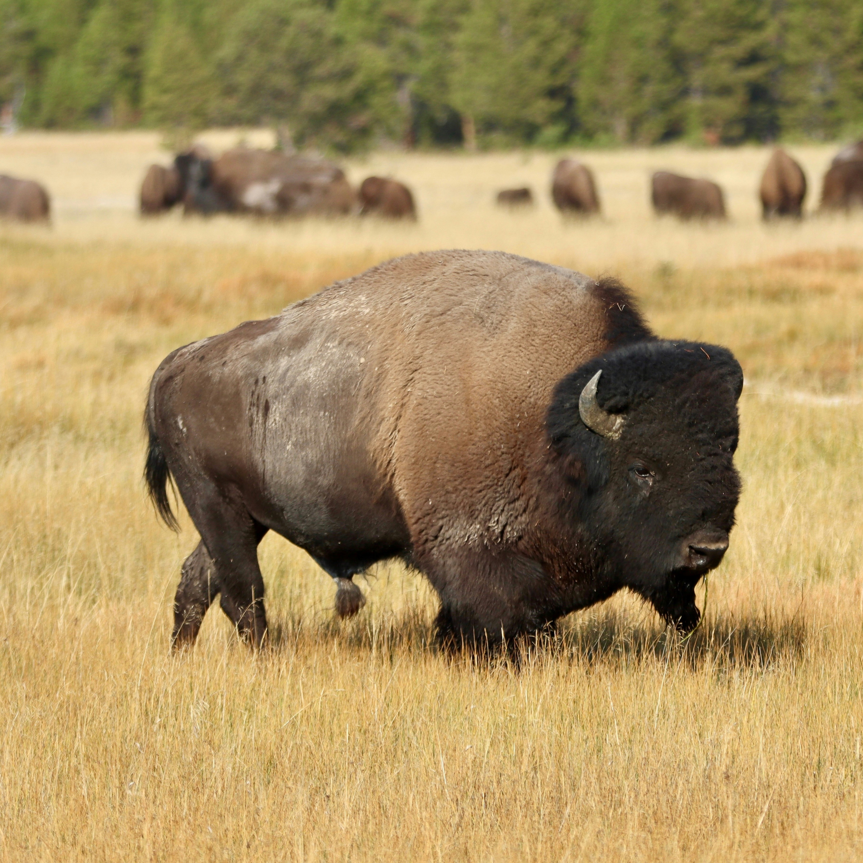 Bison in Yellowstone National Park