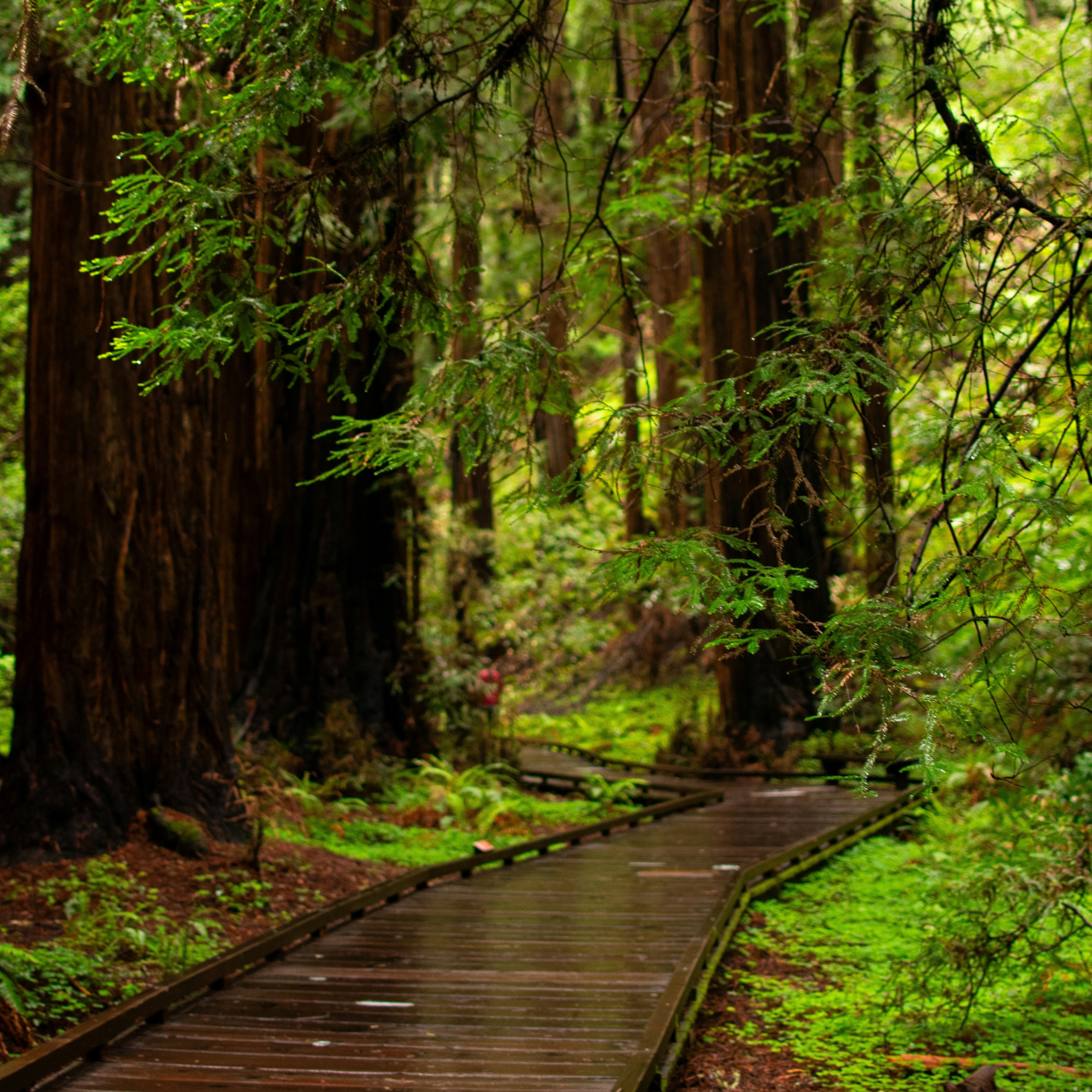 Wooden Path Inside A National Park Forest