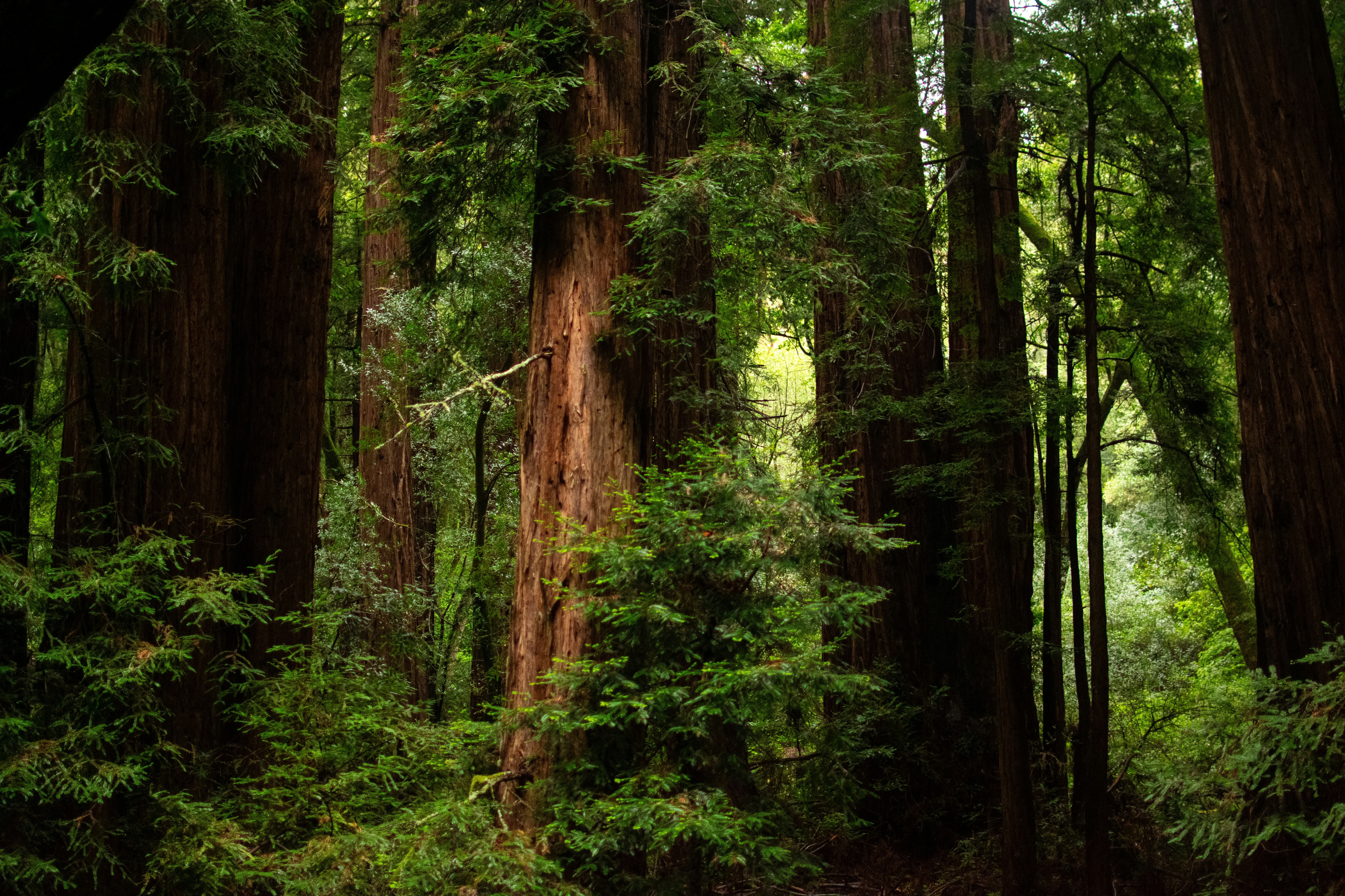Forest in the Muir Woods National Monument San Francisco
